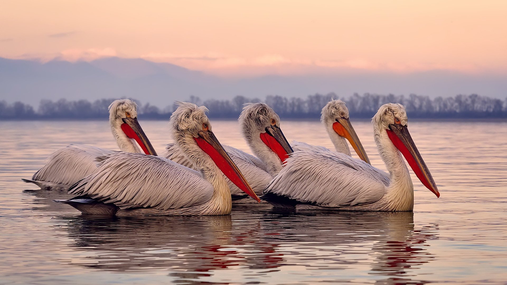 APEX英雄 战队备战国际赛事，apex英雄 比赛