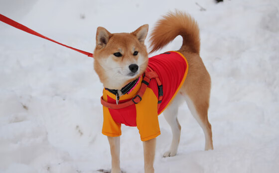 开云电竞入口-_森林狼球员状态爆棚，继续追梦季后赛_，森林狼球员名单